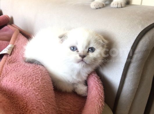 Scottish Fold