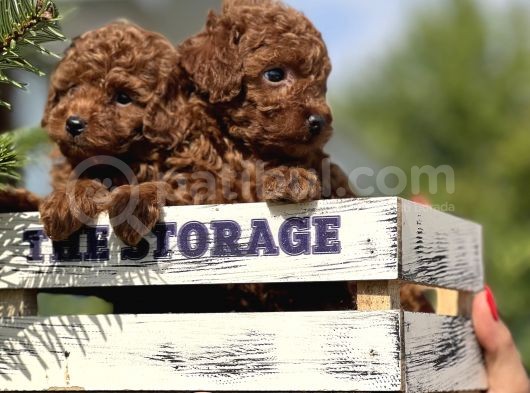 Orjinal Toy Poodle Yavrular görsel