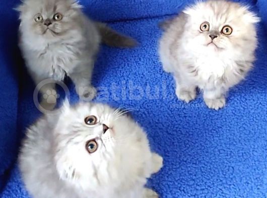 Scotti̇sh Fold Losgheyr Yavrular Tesli̇me Hazirdir görsel