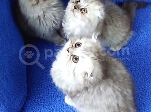 Scotti̇sh Fold Losgheyr Yavrular Tesli̇me Hazirdir görsel