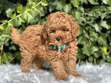 Babyface Toy Poodle Yavrular