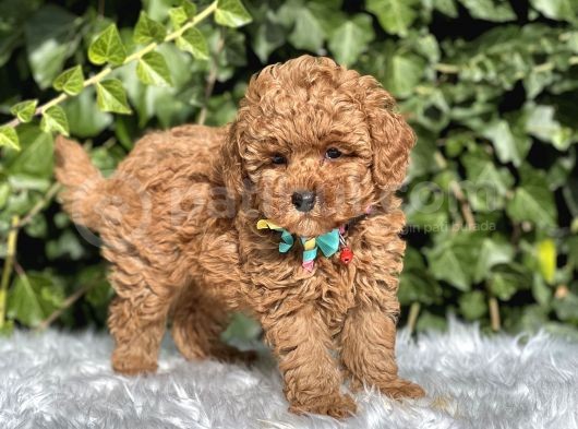 Babyface Toy Poodle Yavrular görsel