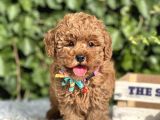 Babyface Toy Poodle Yavrular