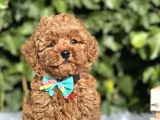 Babyface Toy Poodle Yavrular