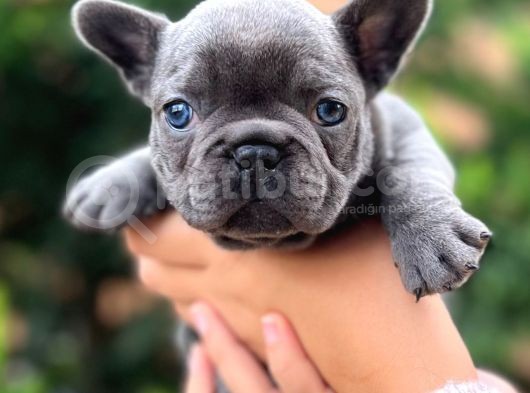 Blue Sevdiğimiz Doğrudur görsel