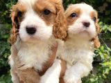 ırırkının en güzel örneği Cavalier king Charlies yavrular