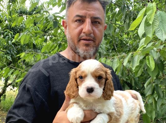 Irırkının En Güzel Örneği Cavalier King Charlies Yavrular görsel