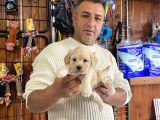 Iırkının En Güzelleri Maltipoo Yavrularımız