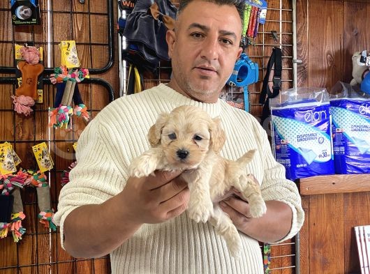 Iırkının En Güzelleri Maltipoo Yavrularımız görsel