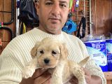 Iırkının En Güzelleri Maltipoo Yavrularımız