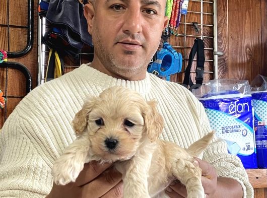 Iırkının En Güzelleri Maltipoo Yavrularımız görsel