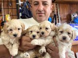 ıırkının en güzelleri maltipoo yavrularımız