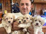 Iırkının En Güzelleri Maltipoo Yavrularımız