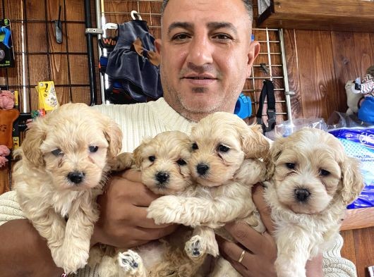 Iırkının En Güzelleri Maltipoo Yavrularımız görsel