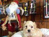 Iırkının En Güzelleri Maltipoo Yavrularımız