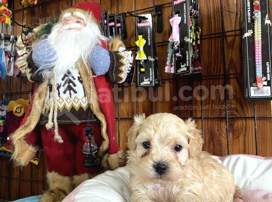 Iırkının En Güzelleri Maltipoo Yavrularımız görsel
