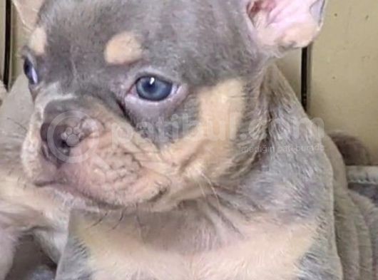 Saglik Garantili Ev Ortaminda Exotic French Bulldog görsel