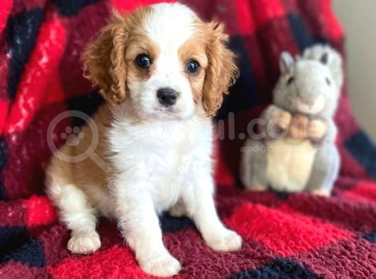 Güzeller Güzeli̇ Cavali̇er Yavrulari görsel