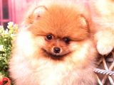 POMERRİAN BOO AYI SURATLI 