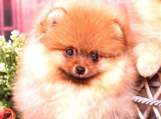 Pomerri̇an Boo Ayi Suratli 