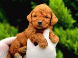 TOOY POODLE YAVRUMUZ 