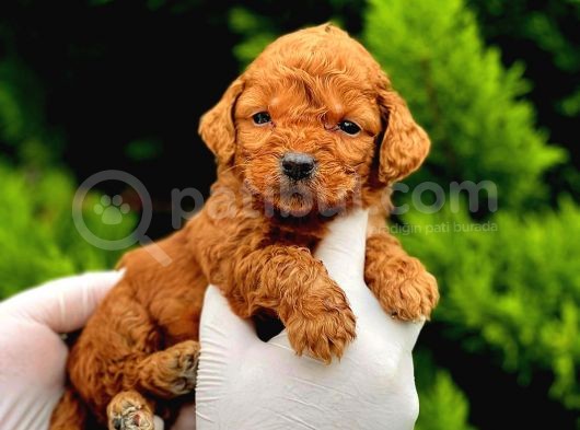 Tooy Poodle Yavrumuz 