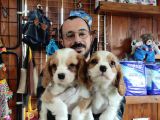 A Kali̇te Cavali̇er Ki̇ng Charles Yavrular