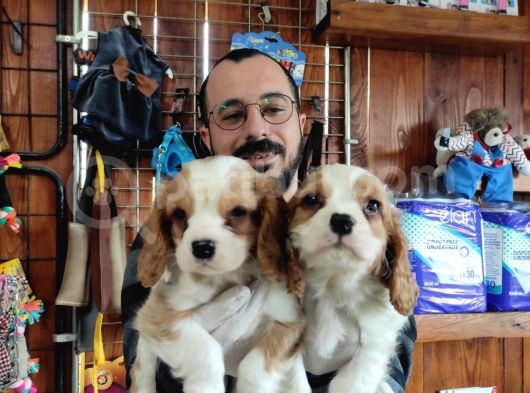 A Kali̇te Cavali̇er Ki̇ng Charles Yavrular görsel