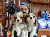 A Kali̇te Cavali̇er Ki̇ng Charles Yavrular