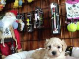 A Kali̇te Maltipoo Yavrularımız