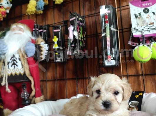 A Kali̇te Maltipoo Yavrularımız görsel