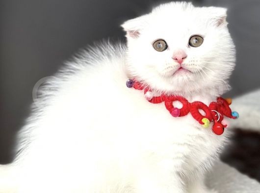 Yakışıklımı Yakışıklı Ayıcık Surat Kartopumuz görsel