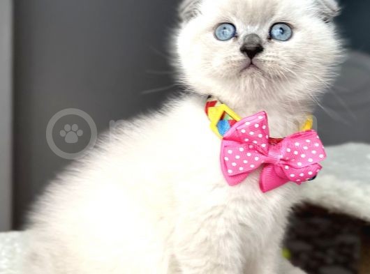 Bakmaya Doyamayacağınız Dişi Bluepoint Bebişimiz görsel