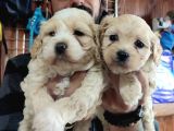 A Kali̇te Maltipoo Yavrularımız