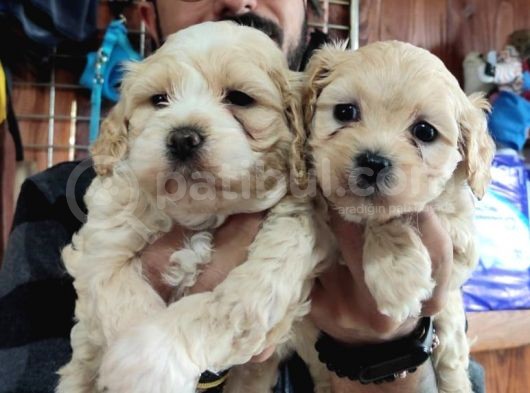 A Kali̇te Maltipoo Yavrularımız görsel