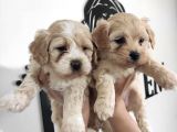 A Kali̇te Maltipoo Yavrularımız