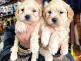 A Kali̇te Maltipoo Yavrularımız