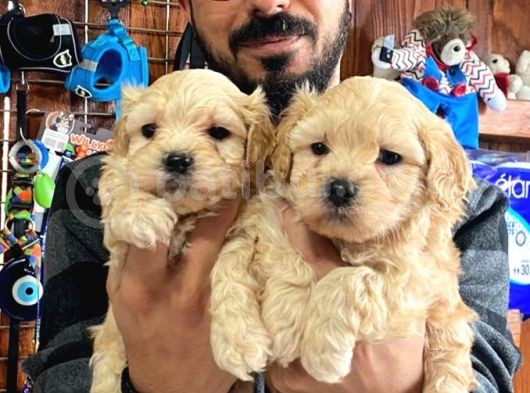 A Kali̇te Maltipoo Yavrularımız