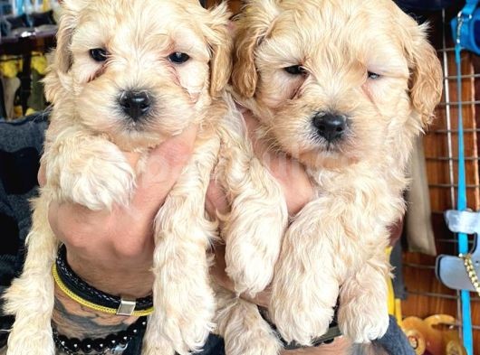 A Kali̇te Maltipoo Yavrularımız görsel