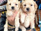 A Kali̇te Maltipoo Yavrularımız