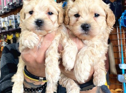 A Kali̇te Maltipoo Yavrularımız görsel