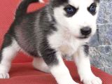 Sağlık Ve Irk Garantili Erkek Husky