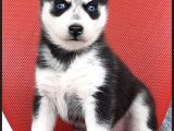 Sağlık ve Irk Garantili erkek husky
