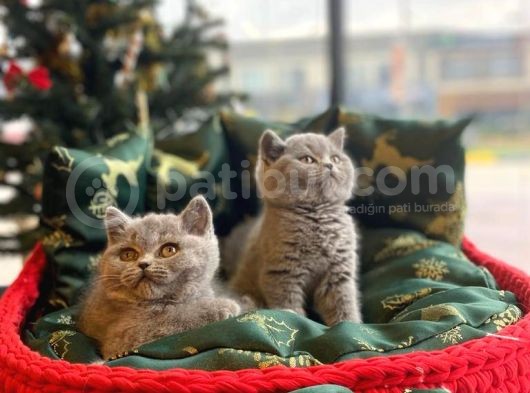 Blue Bri̇ti̇sh Shorthai̇r Yavrulari