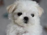 Korean maltese