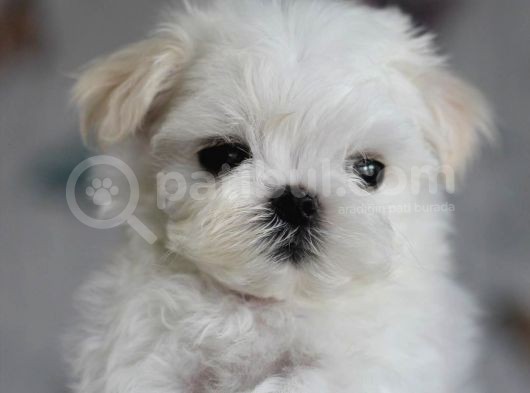 Korean Maltese