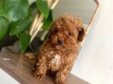 Red Toy Poodle Yavrular