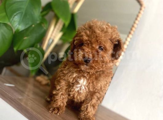 Red Toy Poodle Yavrular görsel