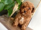 Red Toy Poodle Yavrular