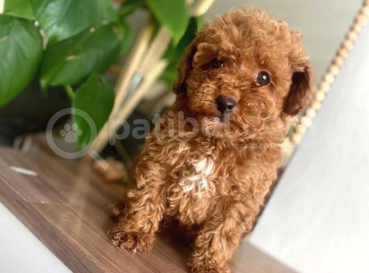 Red Toy Poodle Yavrular görsel
